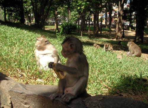 Monkeys inside a temple, we fed them bananas